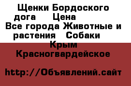 Щенки Бордоского дога.  › Цена ­ 30 000 - Все города Животные и растения » Собаки   . Крым,Красногвардейское